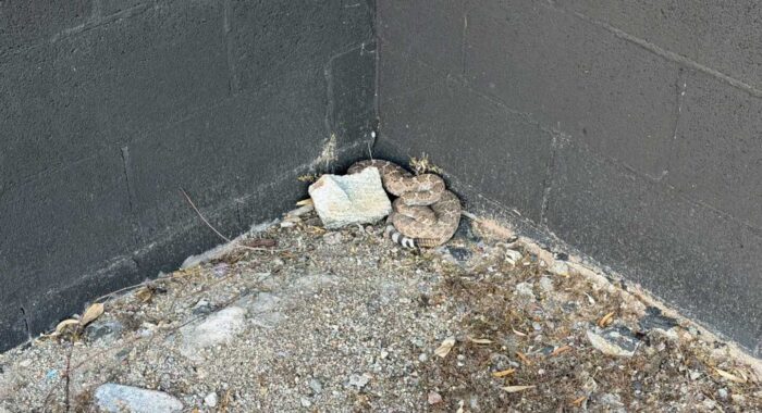 Rattlesnake in the Backyard in Ahwatukee