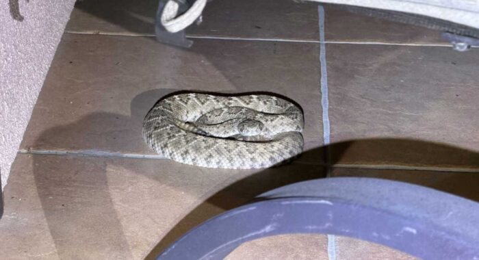 Rattlesnake Found on the Patio