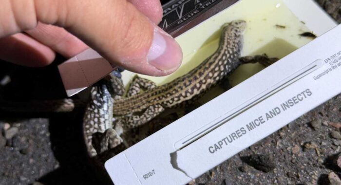 Tiger Whiptail Lizard Rescue