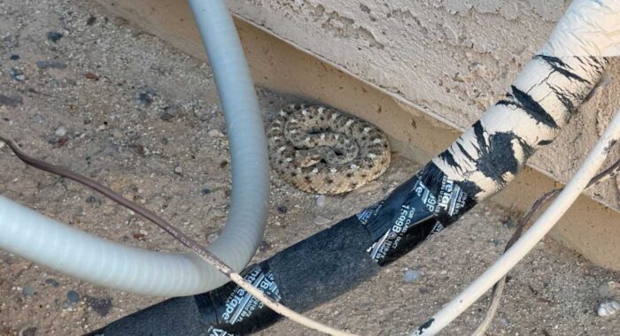 Sidewinder in Casa Grande