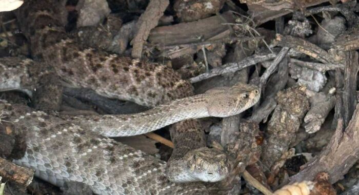Releasing Rattlesnakes Found at Job Site