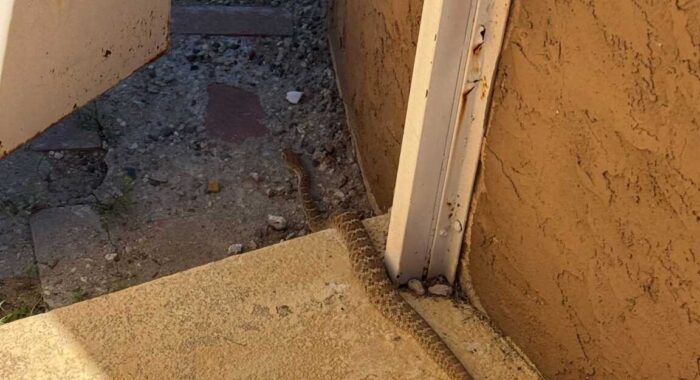 Western Diamondback Rattlesnake Found Near Saguaro National Park