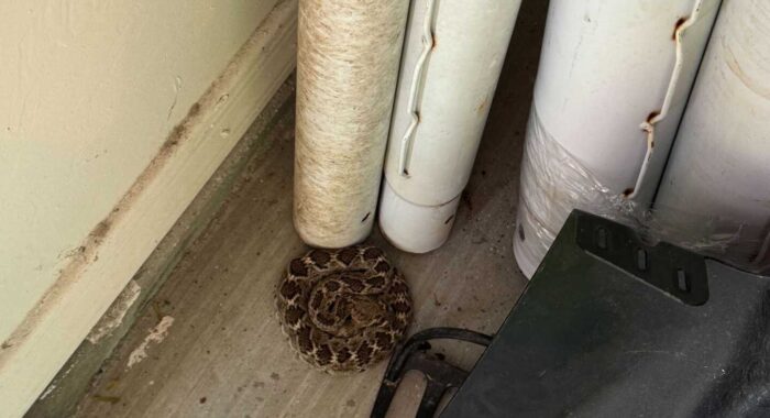Baby Western Diamondback Rattlesnake in a Garage
