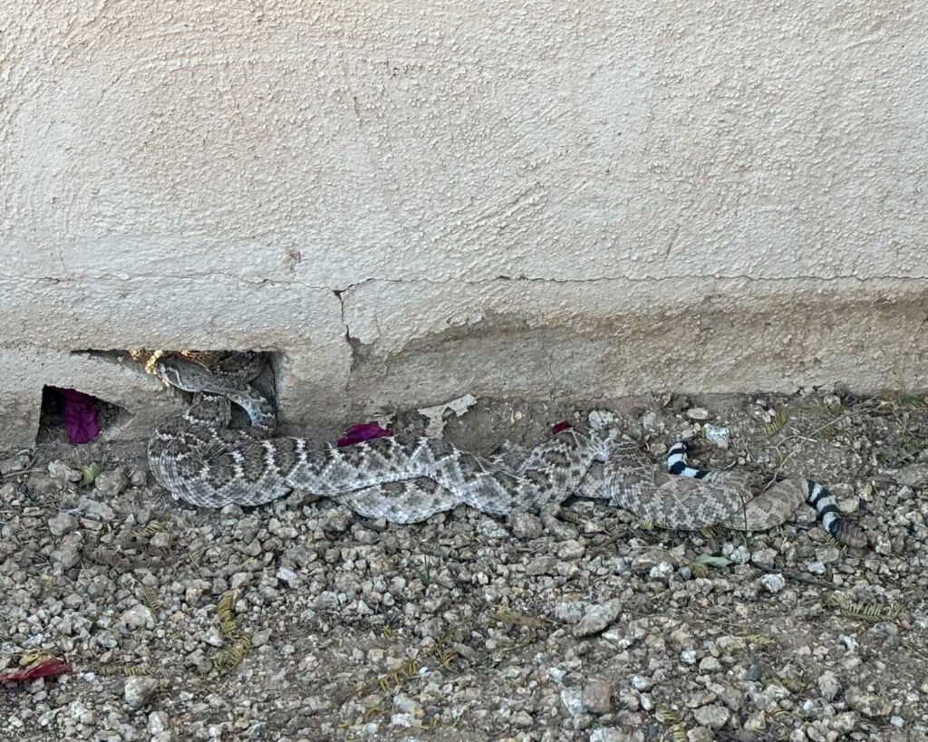 Mating Rattlesnakes in Scottsdale