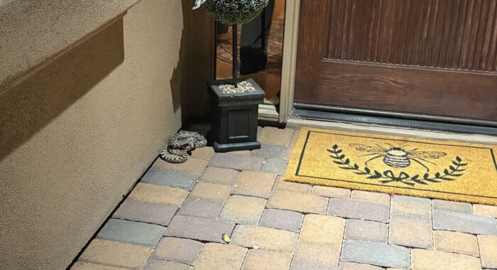 Gophersnake on a Patio
