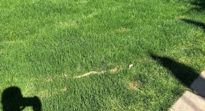 Rattlesnake in the Grass