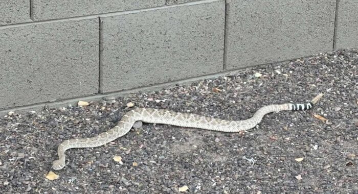 Western Diamondback Rattlesnake in the Backyard