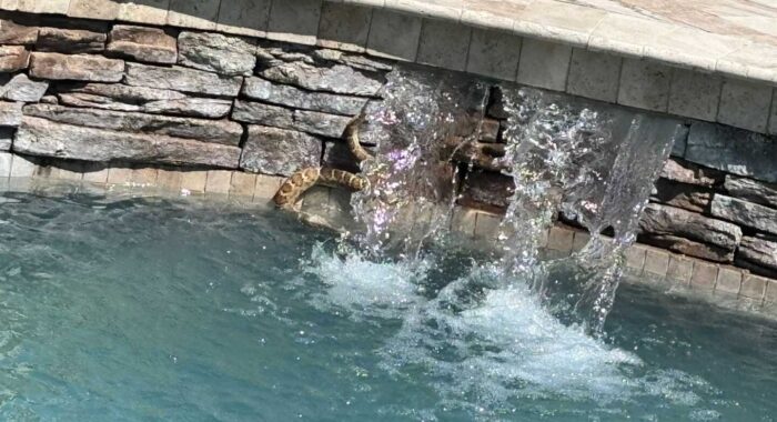 Western Diamondback Rattlesnake in a Pool
