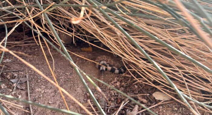 A Trio of Western Diamondback Rattlesnakes