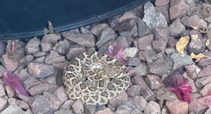 Rattlesnake at the Garbage Cans