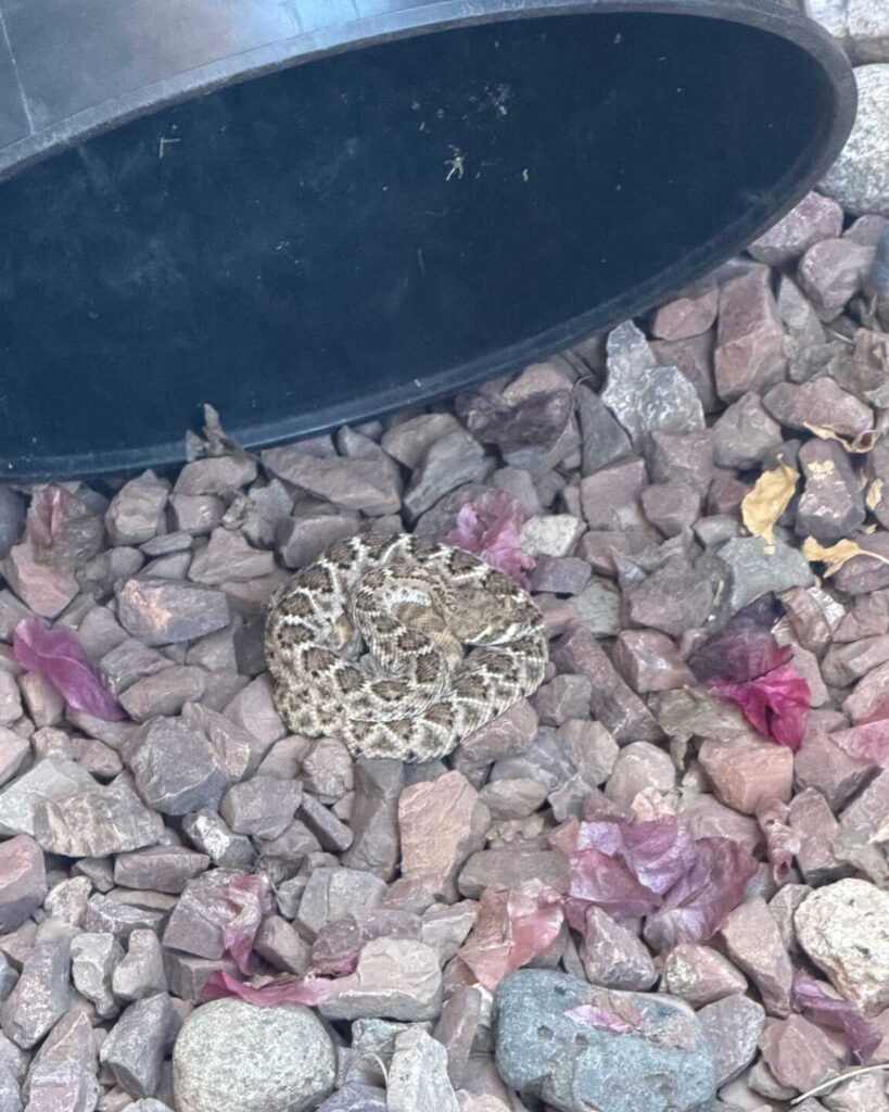 Rattlesnake at the Garbage Cans