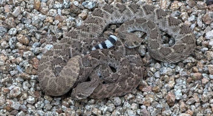 Rattlesnakes About to Mate Found in Backyard