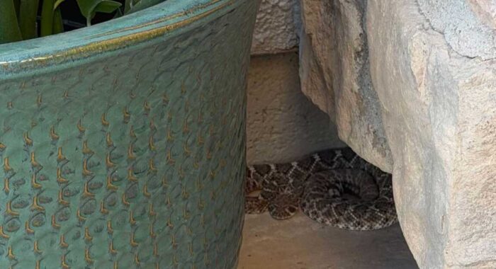 Rattlesnake Near McDowell Mountain Homes