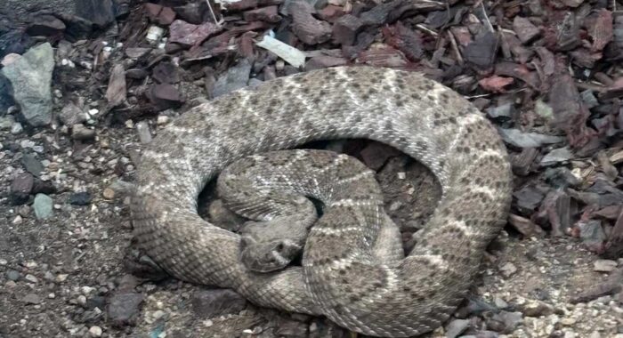 Western Diamondback Rattlesnake In Peoria