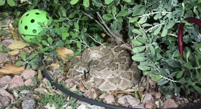 Rattlesnake in the Backyard that Got Out