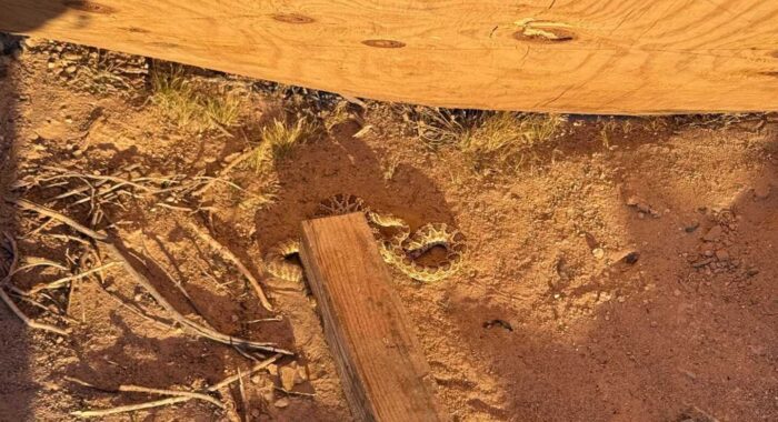 Mojave Rattlesnake Found at a Property