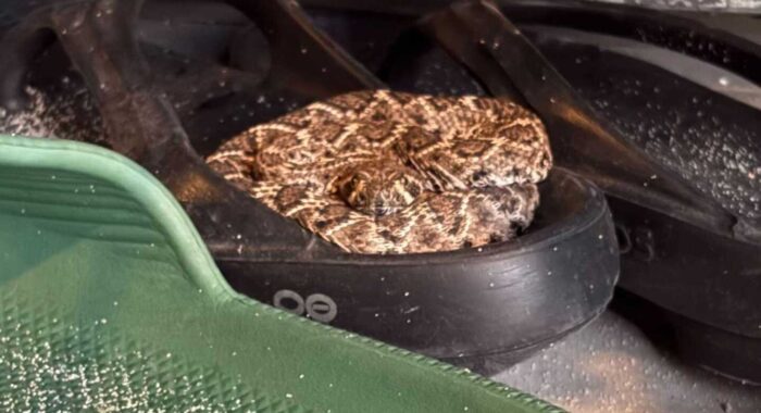 Rattlesnake Found in a Slipper