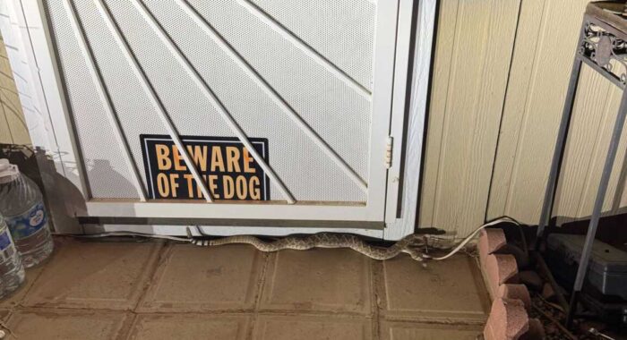 Rattlesnake by a Front Door