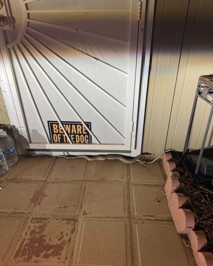 Rattlesnake by a Front Door