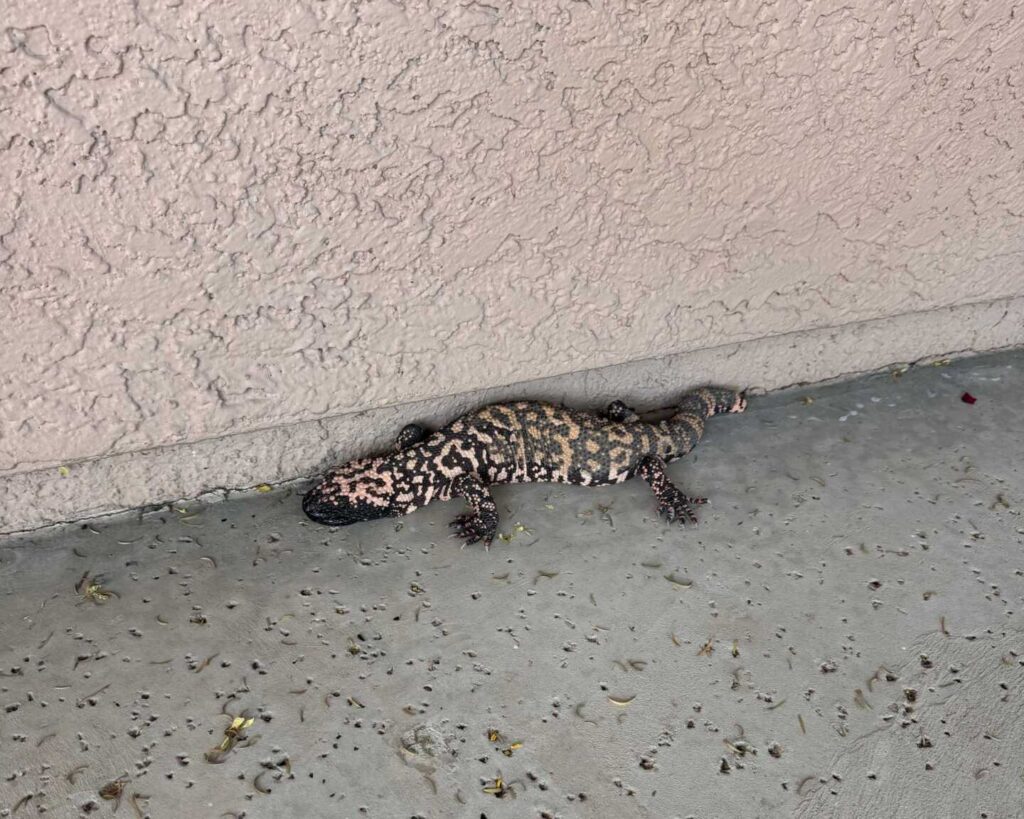 Gila Monster on the Patio