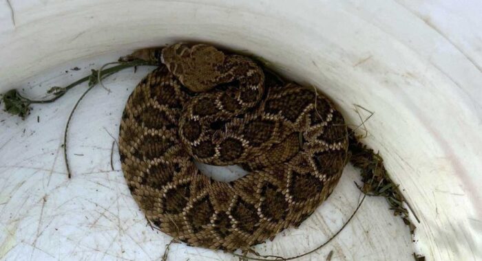 Rattlesnake on the Patio in Phoenix