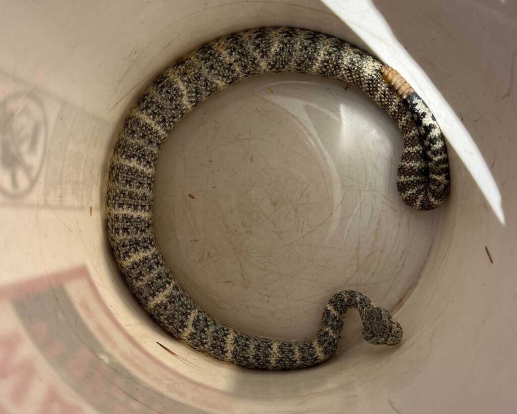 Speckled Rattlesnake Stands Out in Backyard
