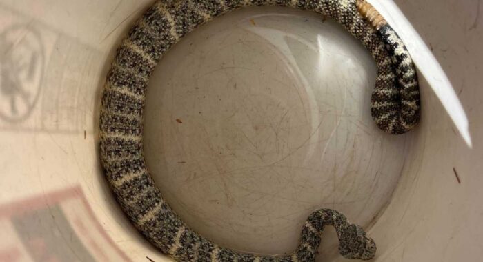 Speckled Rattlesnake Stands Out in Backyard