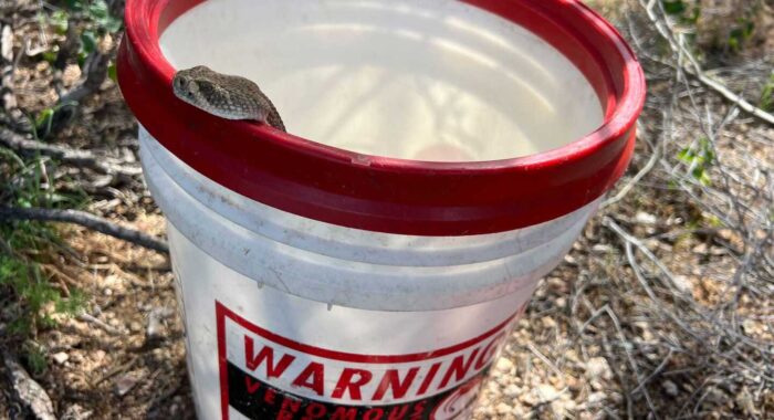 Rattlesnake Ready to Go :)