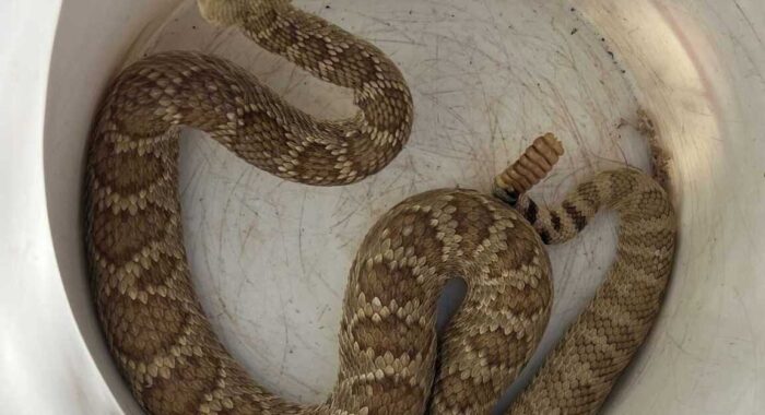 Mojave Rattlesnake in a New Neighborhood