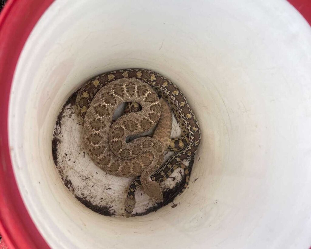Western Diamondback Rattlesnake and Sonoran Gophersnake Side By Side Comparison