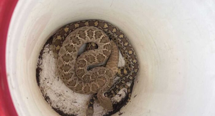 Western Diamondback Rattlesnake and Sonoran Gophersnake Side By Side Comparison
