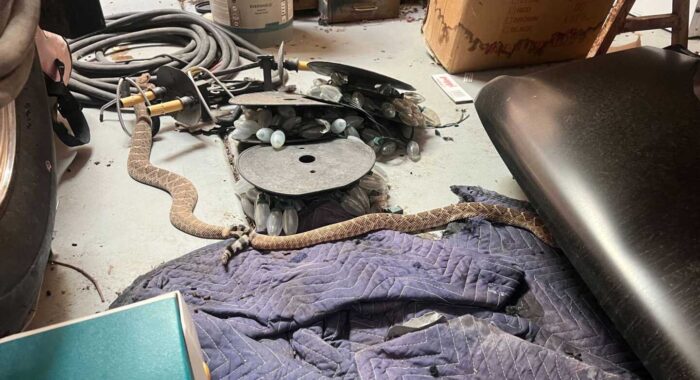 Mating Western Diamondback Rattlesnakes in the Garage