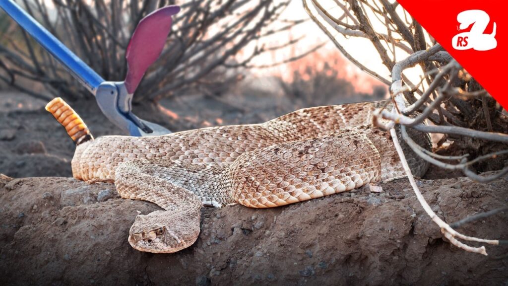 Rattlesnake Season Has Officially Started