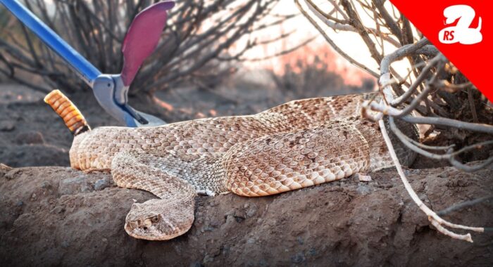 Rattlesnake Season Has Officially Started