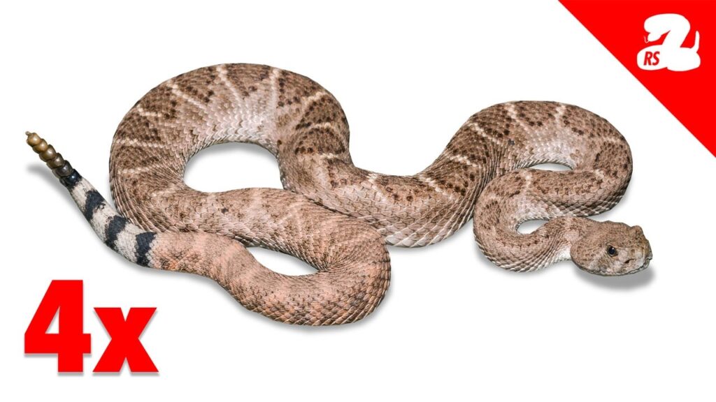 Homeowner Finds 4 Rattlesnakes in 1 Week