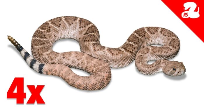 Homeowner Finds 4 Rattlesnakes in 1 Week