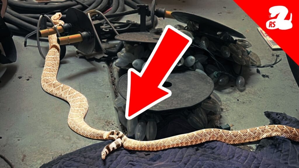 Rattlesnakes Breeding in a Garage
