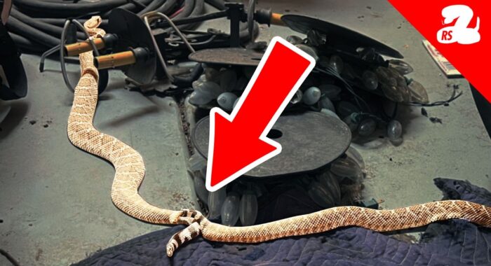 Rattlesnakes Breeding in a Garage