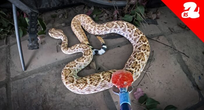We Found a BIG Rattlesnake Under a Bike