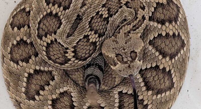 Mojave Rattlesnake Removal from Phoenix