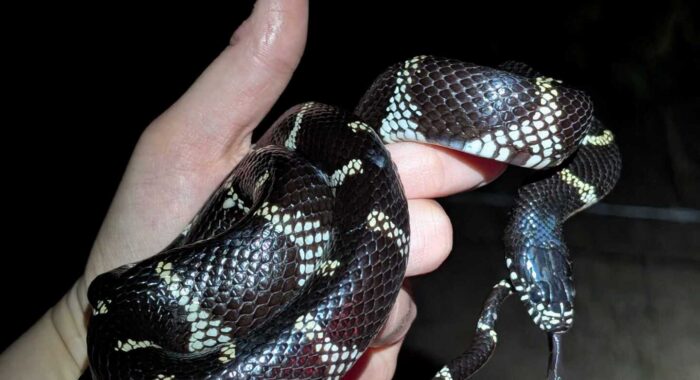 Kingsnake Looking for Baby Birds
