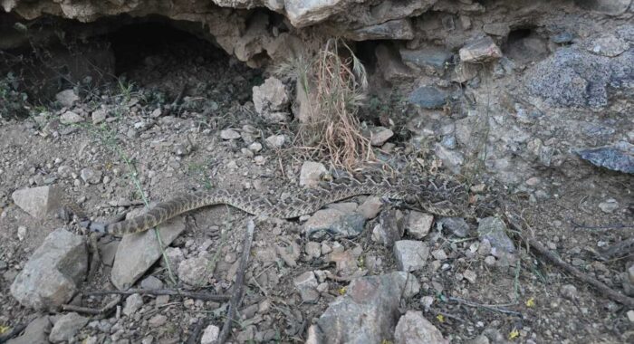 Mojave Rattlesnake in Anthem