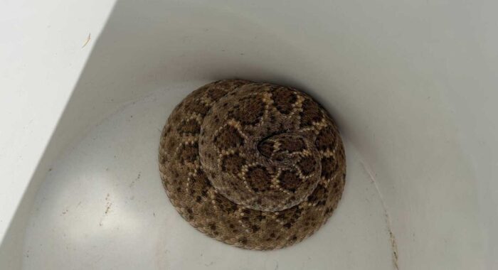 Rattlesnake Hiding its Head