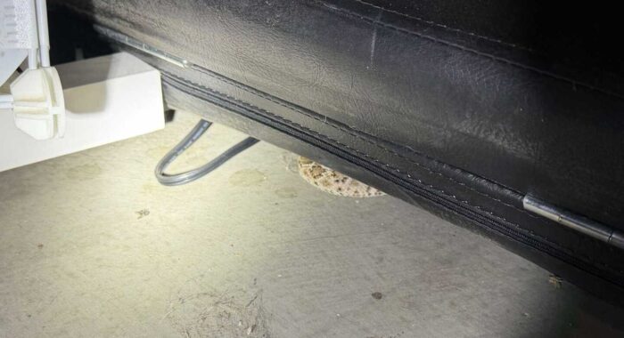 Rattlesnake Removal in Laveen Arizona