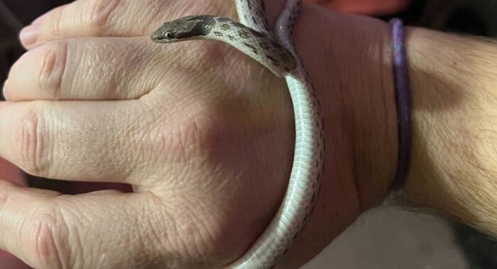 Nightsnake Removal