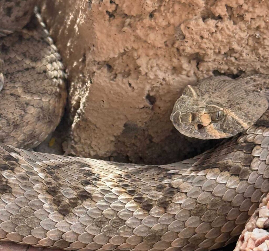 Rattlesnake Removal from Tucson