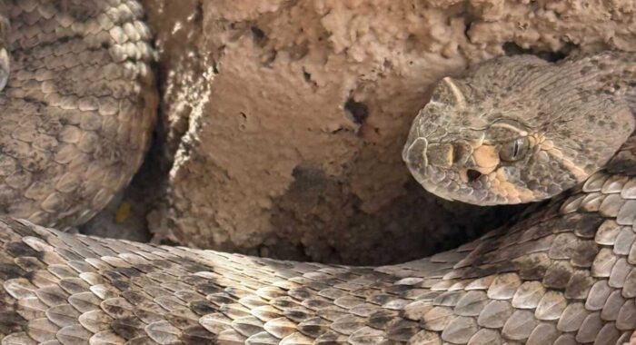 Rattlesnake Removal from Tucson