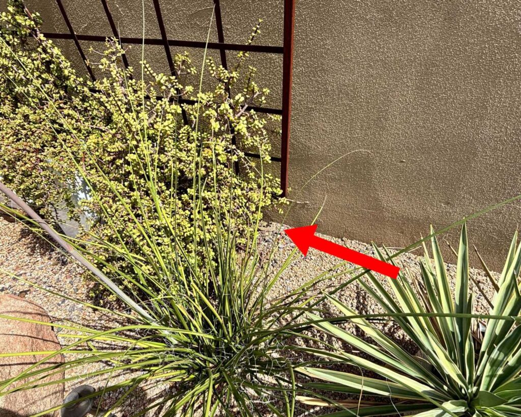 Rattlesnake Removal in Cave Creek Arizona