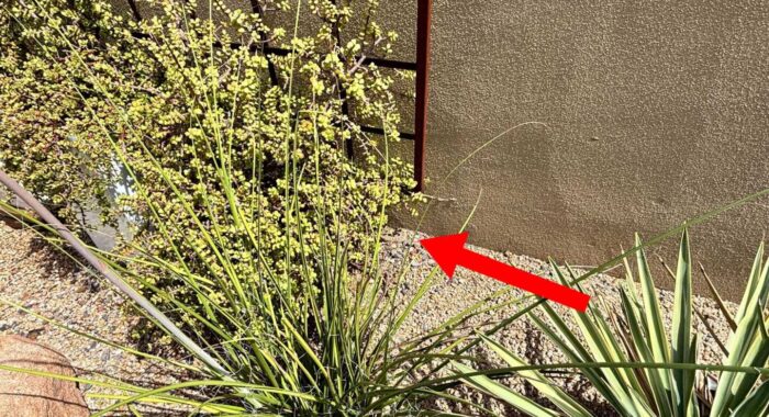 Rattlesnake Removal in Cave Creek Arizona