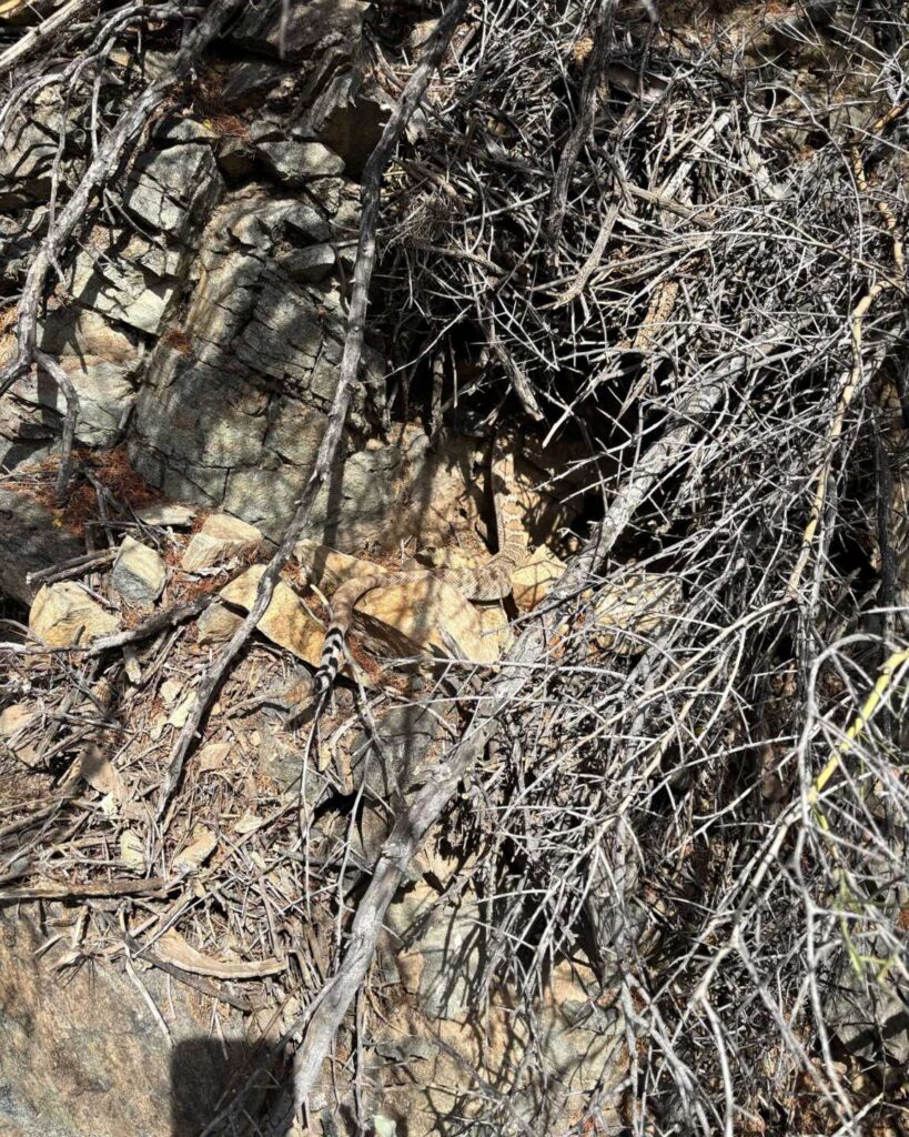 Rattlesnake Next to Agave